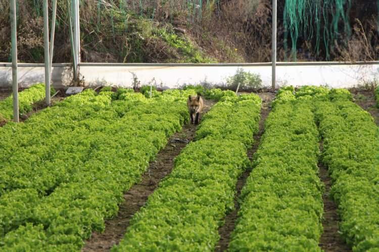 <p><strong><span style="color:rgb(178, 34, 34)">“TİLKİYİ ALIŞTIRMAK İÇİN BİR AY MANGAL PARTİSİ YAPTIM"</span></strong></p>

<p>6 aydır yetiştirdiği tilkiyle sıra dışı bir dostluk kurduğunu belirten 58 yaşındaki Sarı, <strong>"Tilkiyi kendime alıştırmak için bir ay mangal partisi yaptım. Dönerde verdim. Şimdi birbirimize çok alıştık"</strong> dedi.</p>

<p> </p>
