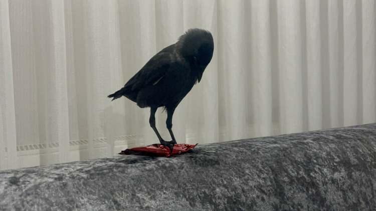 <p>Düzce’de 54 yaşındaki Kemal Kara, kızının otomobiline konup, eve kadar gelen kargayı sahiplendi. Kara, “Elimi uzattım, hiç yadırgamadan elime geldi. Artık aileden biri oldu" dedi.</p>

<p> </p>
