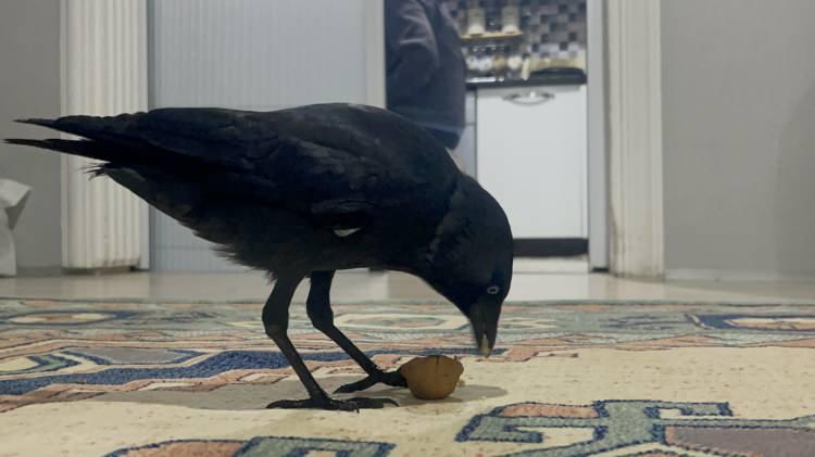 <p>Emekli uzman çavuş, 3 çocuk babası Kemal Kara, yaklaşık 1 ay önce kızının aracına konarak eve gelen kargayı sahiplendi.</p>

<p> </p>
