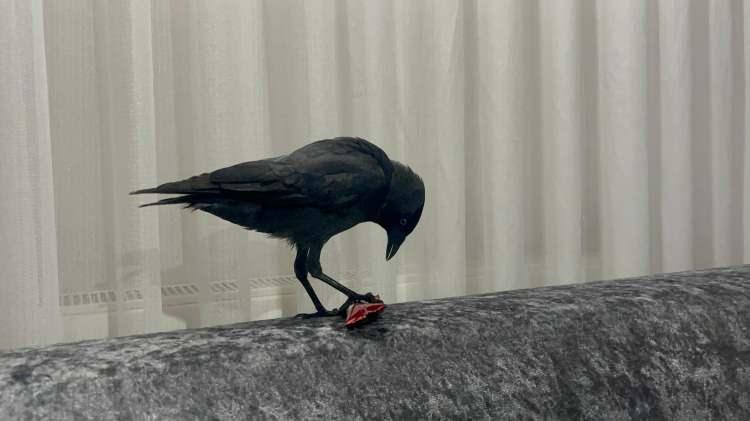 <p><strong><span style="color:rgb(178, 34, 34)">KARGAYA 'KÖMÜR' İSMİNİ VERDİ</span></strong></p>

<p>Kemal Kara, aile bireyleri tarafından 'Kömür' ismi verilen kargayı önce evinin balkonunda beslenmeye başladı.</p>

<p> </p>
