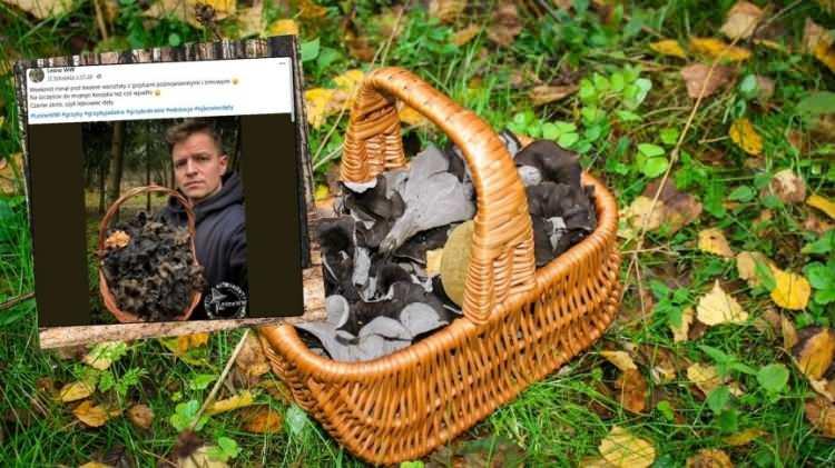 <p><em><strong>Polonyalı uzman Krzysztof Szafraniec, doğada fark edilmesi neredeyse imkânsız olan “gizli hazine”yle eve döndü. Gastronomi dünyasında “Bereket Boynuzu” olarak bilinen bu nadir mantar türü, doğaseverler ve gurmeler arasında büyük heyecana sebep oldu.</strong></em></p>
