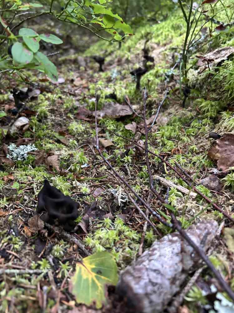 <p>Sadece çok şanslı kişilerin denk gelebildiği tür, hem doğaseverler hem de şefler tarafından büyük ilgi görüyor.</p>
