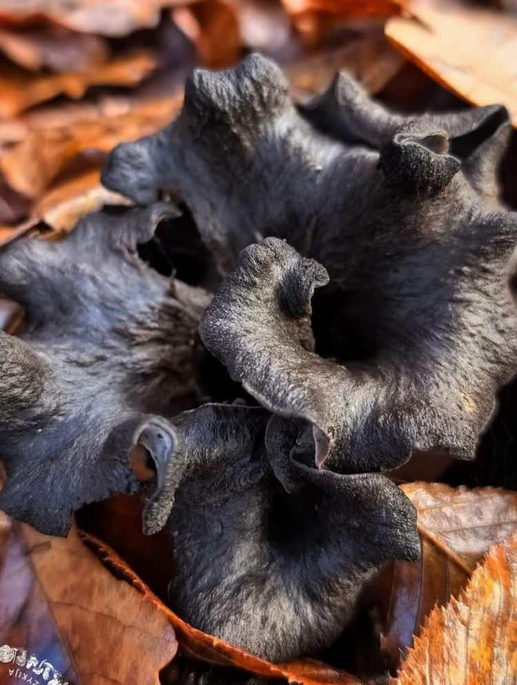 <p>Uzmanlar, “Bereket Boynuzu” mantarının hem ekonomik hem de gastronomik açıdan değerli olduğunu belirtiyor. Nadir bulunması nedeniyle yüksek fiyatlara satılabilen mantar, özel restoranlarda sınırlı olarak kullanılan bir lezzet olarak biliniyor.</p>
