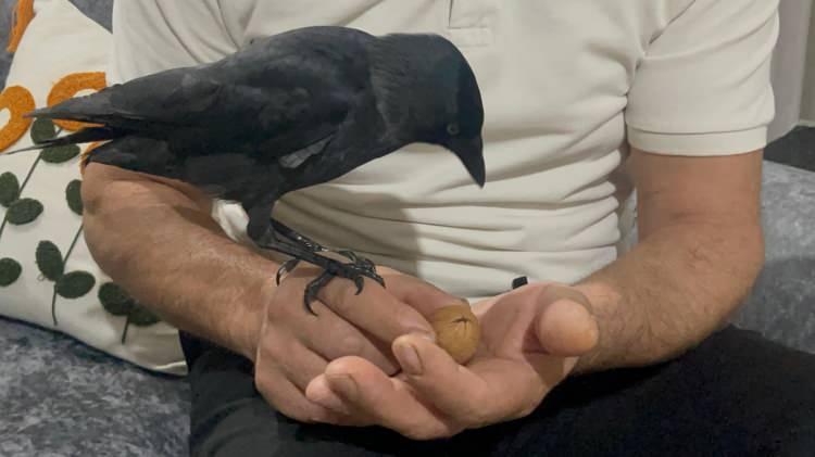 <p><strong>Ondan sonra yiyecek ve su verdim. Suyunu da içti, cevizi de yedi. Ondan sonra alıştı. </strong></p>
