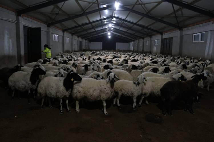 <p><span style="color:#A52A2A"><strong>YÜZDE 50 HİBE DESTEĞİYLE ÇİFTLİK KURDU</strong></span></p>

<p> </p>

<p>Şimşek, devlet desteğiyle kurduğu işletmede hem üretime katkı sağlıyor hem de bölgedeki istihdama destek oluyor.</p>

<p> </p>

<p>Tarım ve Orman Bakanlığı'nın <span style="color:rgb(165, 42, 42)"><em><strong>"Tarımsal Üretime Yönelik Sabit Yatırımlar Projesi"</strong></em></span> kapsamında, yüzde 50 hibe desteğiyle modern bir çiftlik kurduklarını söyleyen Şimşek, hayvancılığın sürdürülebilmesi için üreticilerin daha fazla desteklenmesi gerektiğini vurguladı.</p>
