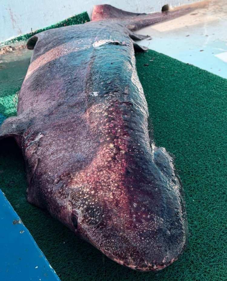 <p><strong>"Ağı çekince ağırlıktan bir şey olduğunu anladım ama bu kadar büyük bir köpek balığı beklemiyordum. İlk defa böyle bir şeyle karşılaştım.</strong></p>

<p> </p>
