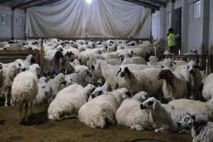 <p>Hayvancılığın sürdürülebilirliği için en büyük sorunlarından birinin mera eksikliği olduğunu dile getiren Şimşek, <strong>"Devletimizin bizlere boşta kalan meraları sunması gerekiyor. Bu alanlara erişim sağlanırsa üretimimizi daha da büyütebiliriz."</strong> diye konuştu. </p>
