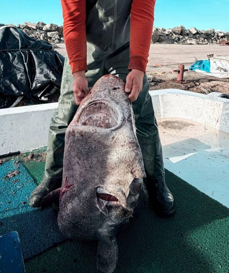 <p><span style="color:#B22222"><strong>"BU KADAR BÜYÜK BİR KÖPEK BALIĞI BEKLEMİYORDUM"</strong></span></p>

<p>Normalde derin sularda yaşayan pamuk cinsi köpek balığını yakalayan Tuğrul Dilli, o anları şu sözlerle anlattı;</p>

<p> </p>
