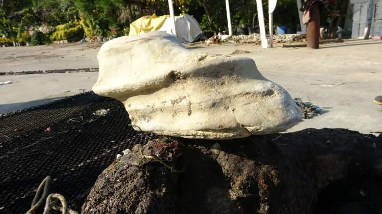 <p><span class="cf0">Denizden yaklaşık yarım mil a</span><span class="cf1">ç</span><span class="cf0">ıkta, 15 metre derinlikte ağlarımıza takıldı"</span></p>
