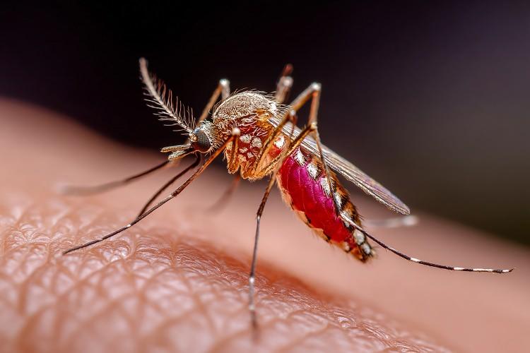 <p>Günlük hayatta pek önemsemediğimiz karasineklerin, aslında belirli bir müzikal düzende vızıldadığını biliyor muydunuz? Bu küçük canlılar, kanat hareketleriyle “fa” notasına denk gelen bir titreşim oluşturuyor. Doğadaki bu ritmik düzen, böcek dünyasının ne kadar sistemli ve şaşırtıcı olduğunu bir kez daha gösteriyor.</p>
