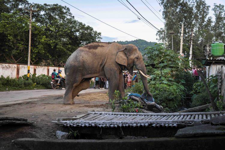 <p><span style="color:#B22222"><strong>SIÇRAYAMAYAN GÜÇ: FİLLER</strong></span></p>
