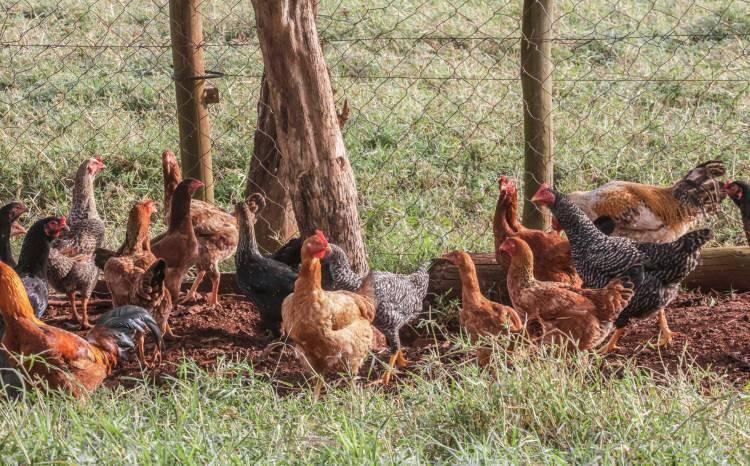 <p><span style="color:#B22222"><strong>KÜRESEL DENGELER: TAVUKLARIN ÜSTÜNLÜĞÜ</strong></span></p>
