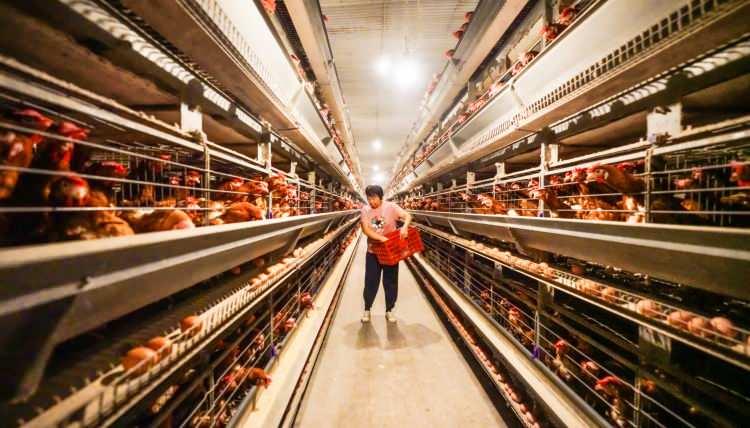 <p>Dünyada yaşayan tavuk sayısının insan sayısından fazla olması pek çok kişiyi şaşırtıyor. Hem küresel beslenme alışkanlıkları hem de hızlı üreme döngüleri, tavukları gezegenin en yaygın hayvanı konumuna getirmiş durumda.</p>
