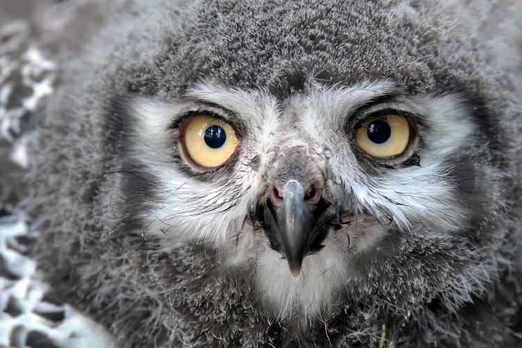 <p>Kuş türleri arasında mavi rengi ayırt edebilen tek türün baykuşlar olduğu bilgisi, onların olağanüstü gece görüş yeteneklerine ek bir özellik daha katıyor.</p>

<p>Bu durum, avlanma süreçlerinde çevresel detayları daha iyi seçmelerine yardımcı oluyor.</p>

<p> </p>
