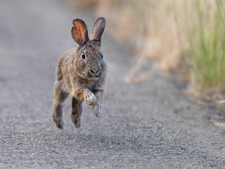 <p><span style="color:#B22222"><strong>ÇEVİRME DERDİ OLMAYANLAR</strong></span></p>
