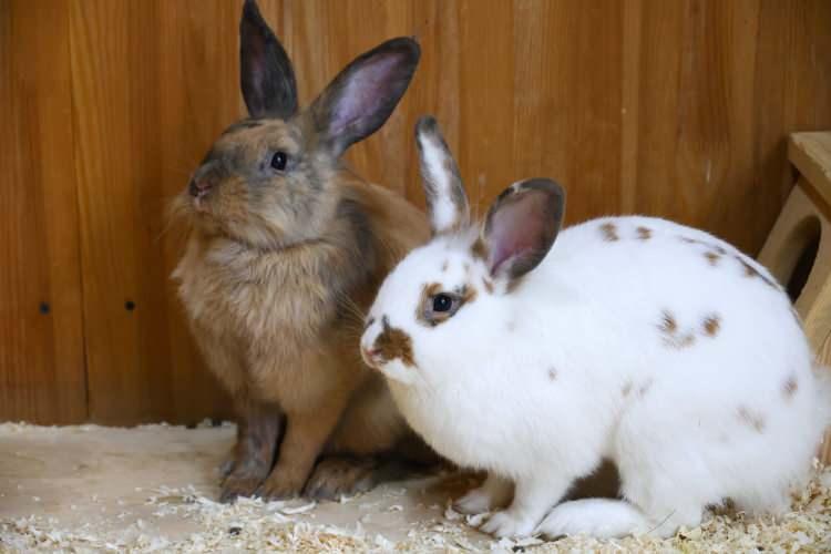 <p>Tavşanlar ve papağanlar, kafalarını çevirmeden arkalarını görebilme yeteneğine sahip nadir hayvanlardan. Görüş açılarının genişliği, vahşi doğada hayatta kalmalarını kolaylaştırıyor.</p>
