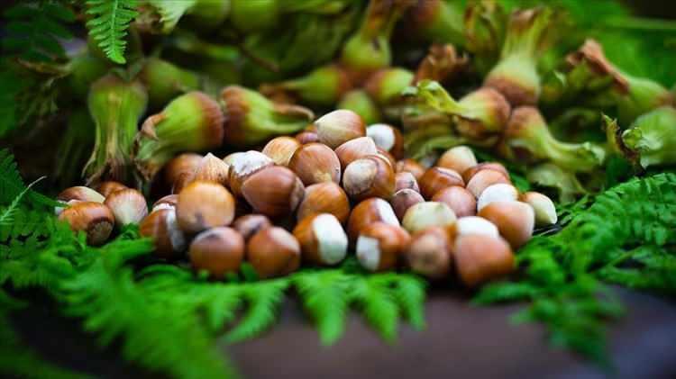 <p><span style="color:#B22222"><strong>Giresun</strong></span> – Fındık</p>

<p> </p>
