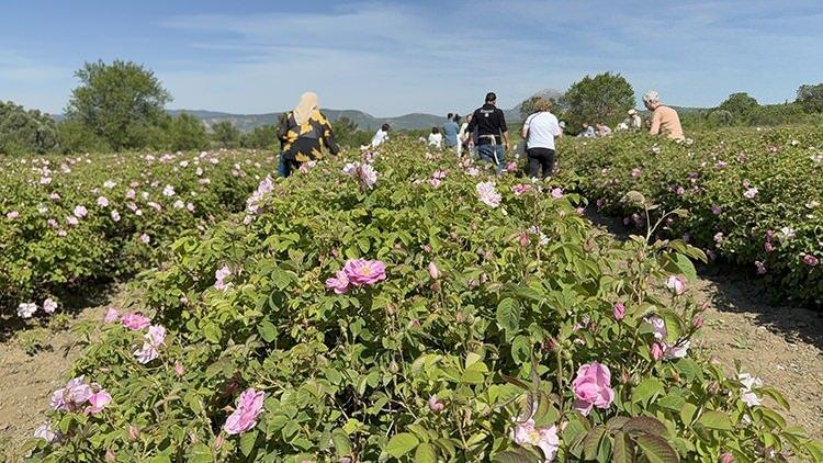 <p><span style="color:#B22222"><strong>Isparta</strong></span> – Gül</p>

<p> </p>
