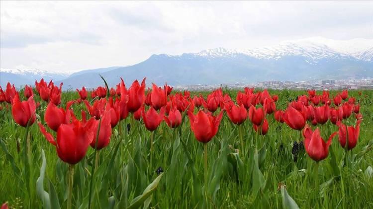 <p><span style="color:#B22222"><strong>Muş</strong> </span>– Lalesi</p>

<p> </p>
