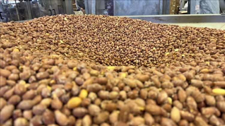 <p><span style="color:#B22222"><strong>Osmaniye</strong></span> – Yer Fıstığı</p>

<p> </p>
