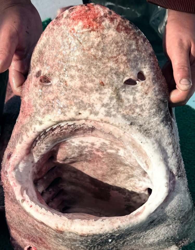 <p>Yalova'nın Çınarcık ilçesine bağlı Esenköy beldesi açıklarında Marmara Denizi'ne ağ atan balıkçı Tuğrul Dilli, ağlarına takılan dev köpek balığını görünce büyük şaşkınlık yaşadı.</p>

<p> </p>
