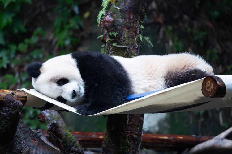 <p>Pandalar etoburdur ama enerji açısından bambudan çok az fayda sağlarlar. Günde 10–15 kilo bambu yer, 40 defaya kadar dışkılarlar.</p>
