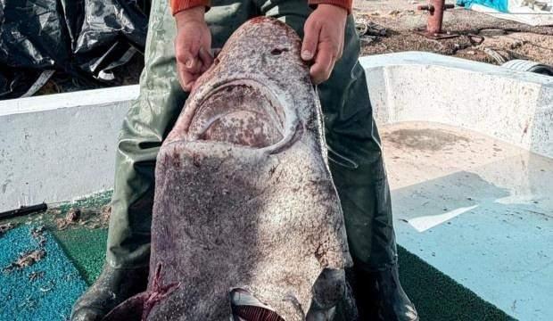 <p><span style="color:#B22222"><strong>"ZARARSIZ BİR TÜR OLDUĞUNU ÖĞRENİNCE RAHATLADIM"</strong></span></p>

<p><strong>Zararsız bir tür olduğunu öğrenince biraz rahatladım ama bu büyüklükte bir balığı ağda görmek gerçekten şaşırtıcıydı"</strong></p>
