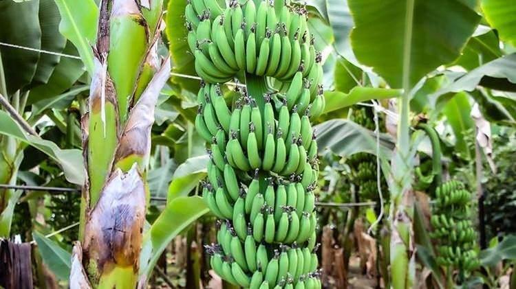 <p><strong>Çukurova'nın tarımsal potansiyelini artırmak için çalışmalar hız kesmeden devam ederken çiftçiler odak noktasını 'tropikal meyve yetiştiriciliğine' çevirdi. Son yıllarda hibe, düşük faizli kredi, vergi avantajı gibi sağlanan devlet teşvikleri sayesinde birçok üründe çeşitlilik ve verim artışı sağlanırken üreticiler seralarda tropikal meyve yetiştiriciliğine de büyük bir titizlikle yaklaşıyor.</strong></p>
