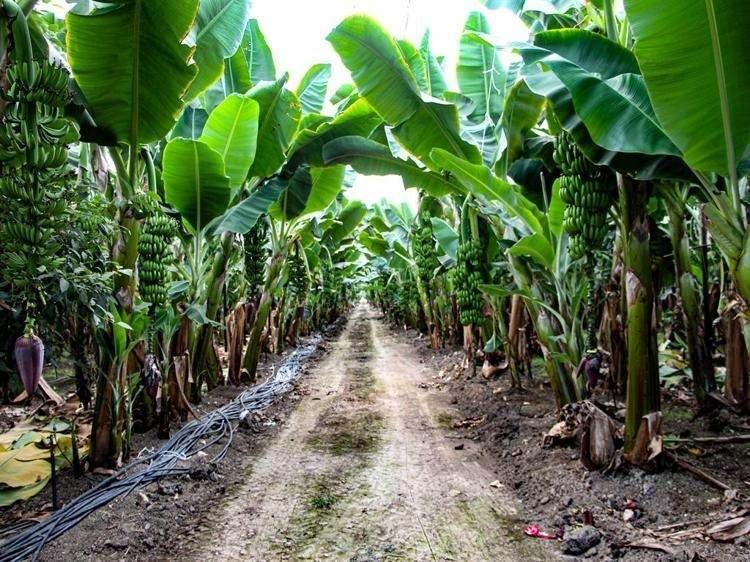 <p><strong>Tarımın her dalında böyle; nerede para kazanılıyorsa, ona rağbet çok oluyor ama ilerisi düşünülmeden yapılan işler. Şimdi bu dönemde muz para kazandırıyor ama teşvikler devam edip seralar artsaydı rekabet çok olacaktı, fiyatlar düşecekti, üretici kar edemeyecekti. Şu anda karlı bir yatırım gibi görünse de eğer teşvikler devam etseydi ileride bu karlılık düşecekti"</strong></p>
