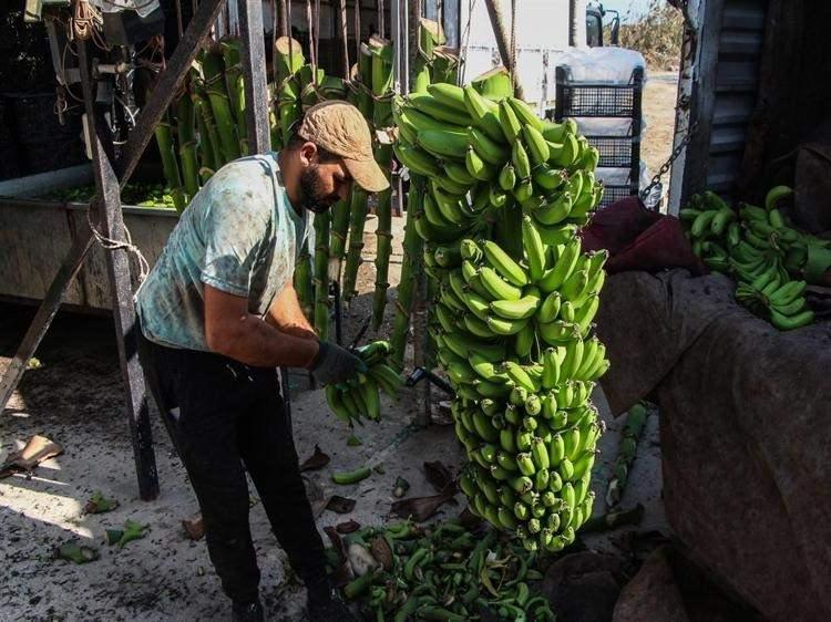 <p><span style="color:#FF0000"><strong>"TEŞVİK MUZ ÜRETİMİNE BAŞLAMAMIN EN ÖNEMLİ SEBEBİ"</strong></span></p>

<p><strong>Teşvik sürecinden yararlanan ve muz üretimine adım atan çiftçi Mustafa Ateş, desteklerin üretime ciddi katkı sağladığına vurgu yaptı. Muz yetiştiriciliğine 2019 yılında başladığını belirten Ateş, "O dönem devlet teşviği devam ediyordu. Faizi çok düşük, sübvansiyonlu bir krediydi. Maliyet girdisi seraların çok yüksek olduğu için teşvik bizim için çok iyi oldu. Muz üretimine başlamamın en önemli sebebi, teşvikin olmasıydı.</strong></p>
