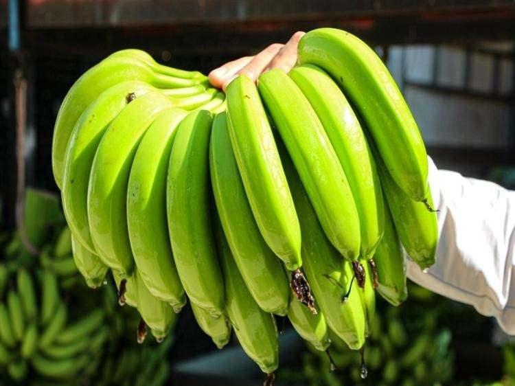 <p><strong>Şu an 30 dekar alanda üretime devam ediyoruz. Kurulumla birlikte fidelerimizi diktik, işlemlerimizi yaptık ve ilk dikimden 12 ay sonra ilk hasadımızı aldık. Bir fideden yaklaşık 5-6 hasat aldık, süreç iyi ilerliyor. Dönüme 5 ile 7 ton arasında verim elde edebiliyoruz. Şu an gayet makul ve mantıklı seviyede ilerliyoruz" diye konuştu.</strong></p>
