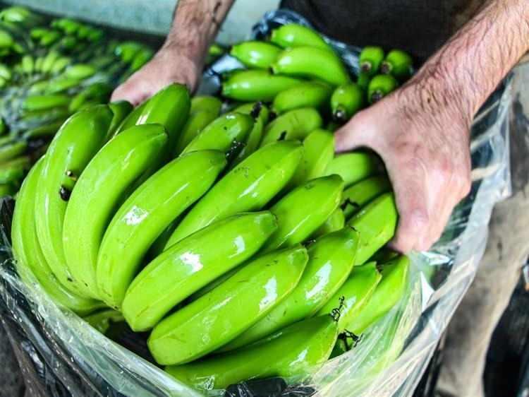 <p><strong>Özellikle bölgedeki muz serası yatırımlarının hızla artmasıyla birlikte kent, muz üretiminde Mersin'den sonraki il olarak adından söz ettirdi. Bölgede 2017 yılında 75 dekar olan üretim alanı bugün 7 bin 500 dekara kadar yükseldi.</strong></p>
