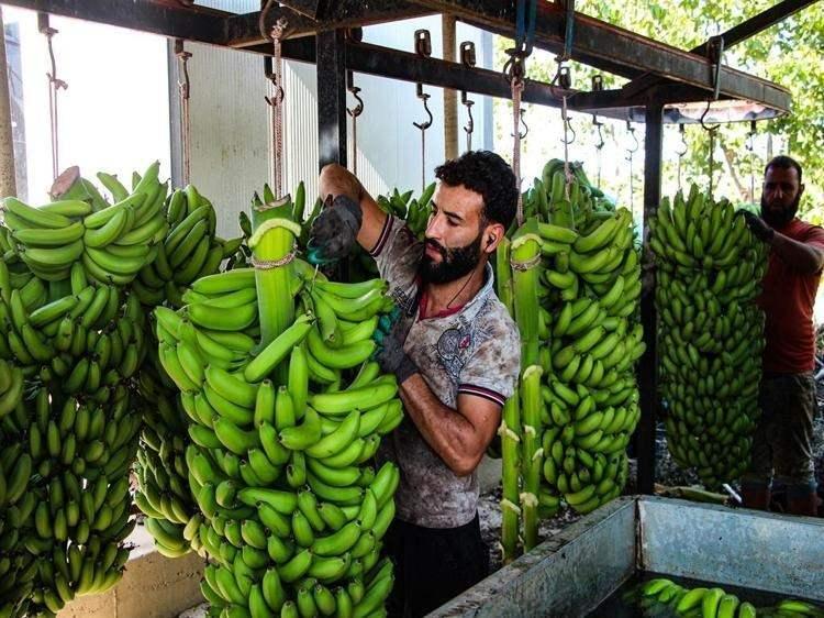 <p><span style="color:#FF0000"><strong>"DEKAR MALİYETİ 30-35 BİN LİRA CİVARINDA"</strong></span></p>

<p><strong>Üretim maliyetlerinin yüksek olduğu dönemde çiftçilerin teşviklerden yararlanarak sera yatırımlarını arttırdığına dikkat çeken TMMOB'a bağlı Ziraat Mühendisleri Odası Adana Şubesi Başkanı Ahencan Tayakısı, şöyle konuştu:</strong></p>

<p><strong>"Burada dekar başına rekolte yaklaşık 5 ile 8 ton arasında değişebiliyor. Bakım koşullarına göre farklılık gösteriyor ancak üreticiler genelde iyi baktığı için açık alandaki muz üretimine göre verimler daha yüksek.</strong></p>
