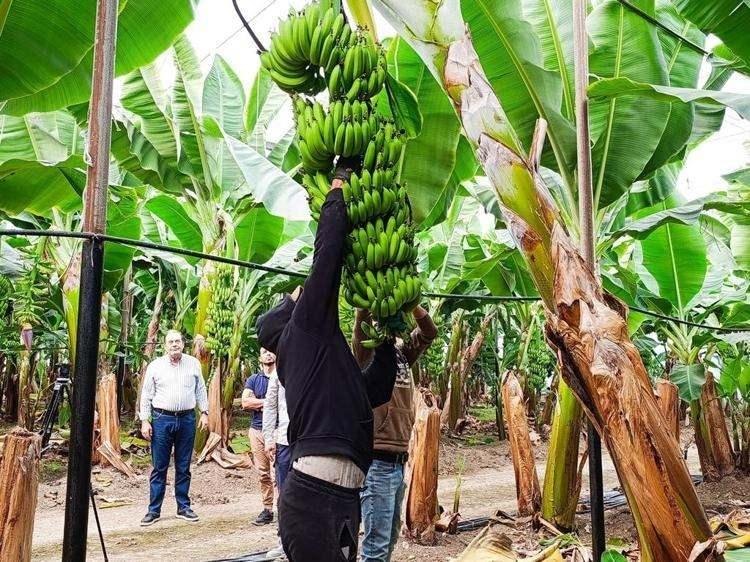 <p><span style="color:#FF0000"><strong>"MUZ ŞU AN İÇİN KARLI BİR YATIRIM"</strong></span></p>

<p><strong>Muz üretiminde teşviklerin önemli olduğunu ancak burada dengenin önemli bir rol oynadığını sözlerine ekleyen Tayakısı, şu ifadelere yer verdi:</strong></p>

<p><strong>"Şu an için karlı bir yatırım. Teşviklerin durması belki bir bakıma tarımsal üretim politikasını dengelemek amacıyla iyi olmuş olabilir. Çünkü teşvikler devam etseydi; Adana, muz serası şehri olacaktı. Narenciyeden sonra en fazla üretim muz olurdu.</strong></p>
