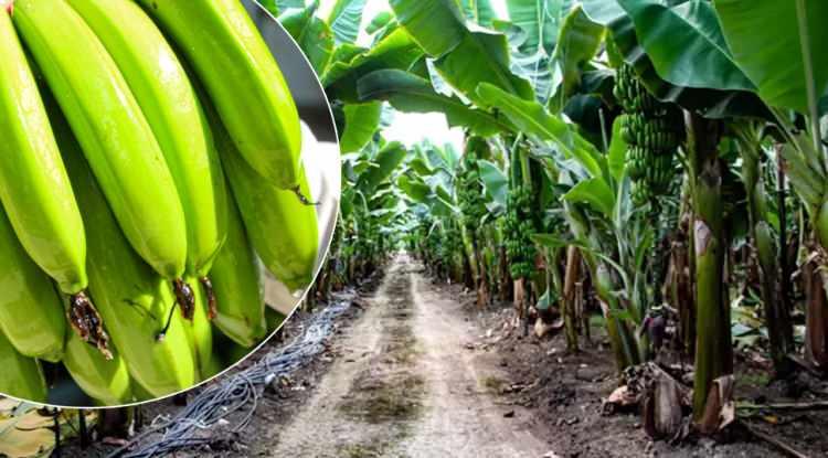 Yüksek getirisiyle ilgi odağı oldu: Adana'da muz üretim alanı 8 yılda 100 kat büyüdü!