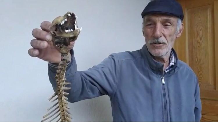 <p>Artvin’in Yusufeli ilçesine bağlı Alanbaşı köyünün eski muhtarı Yavuz Turan, ahırındaki malzemelerin üzerini örttüğü naylonların arasında yırtıcı dişlere sahip, 55 santimetre boyunda hayvan iskeleti buldu. </p>
