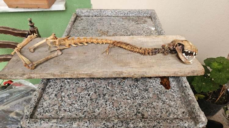 <p>Turan, iskeletin hangi hayvana ait olduğunu ayırt edemeyince durumu Tarım ve Orman İlçe Müdürlüğü ile Doğa Koruma ve Milli Parklar (DKMP) görevlilerine bildirdi. </p>
