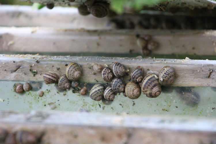 <p><span style="color:rgb(165, 42, 42)"><strong>DEVLET DESTEĞİ ALDI </strong></span></p>

<p> </p>

<p>DOKAP ile Sanayi ve Teknoloji Bakanlığı destekli hazırlanan proje kapsamında Bulgaristan'dan <strong><span style="color:rgb(165, 42, 42)"><em>600 kilogram anaç ve 500 bin yavru salyangoz getirildi.</em></span></strong></p>

<p> </p>

<p>Trabzon'un Ortahisar ilçesine bağlı Geçit Mahallesi'nde 6 dönümlük arazi üzerinde kurulan tesiste <strong>"Helix Aspersa Maxima"</strong> türü kara salyangozlarının yetiştiriciliğine başlandı.</p>
