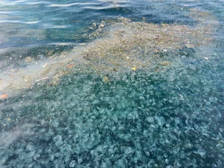 <p><span style="color:rgb(51, 51, 51)">Muammer isimli diğer vatandaş ise, geçtiğimiz yıllara göre çok fazla denizanasının olduğunu ifade ederek, "Daha önceleri nadir oluyordu ama bugün çok denizanası var. Nedendir bilmiyorum. Temizlemeye geliyorlar ama fazla alamıyorlar. Geçen sene bu kadar çok yoktu, bu sene fazla. Neden olduğunu bilmiyorum. Müsilaj tetikliyor mu ? Bu sene enteresan şeyler oluyor" diye konuştu.</span></p>
