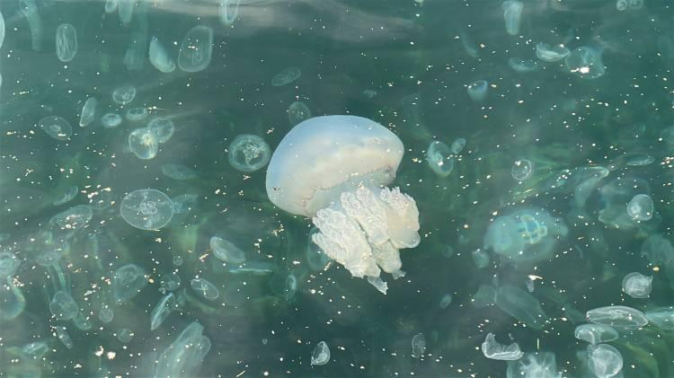 <p><span style="color:rgb(51, 51, 51)">Kıyıya vuran çok sayıdaki denizanası, sahile gelenlerin hayretle izlediği görüntüler oluşturdu. </span></p>
