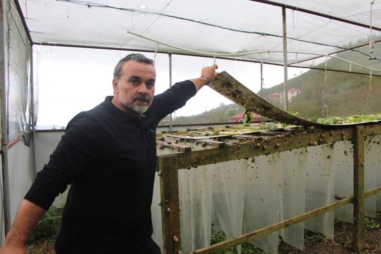 <p>Avrupa'ya ham madde sağladıklarını belirten Koçoğlu, <strong>"Bu hayvanın her şeyi o kadar kıymetli ki biz farkında değiliz. Bu hayvanın havyarı yavru olarak kullanılmayacaksa şayet yani salyangoza dönüşmeyecekse havyarı dünyadaki en önemli havyarlardan biri. Bunun değeri 3 bin Euro'lardan bahsedilen rakamlardan satılıyor. O yüzden bu hayvanın her şeyi çok kıymetli. Sadece biz ne bilinçliyiz, ne bilgiliyiz. Hücre yenileme etkisi olan salya o kadar önemli bir içerik ki hayvanın kabuğu kırıldığında o salyayla kendini tamir edebiliyor yani o hücreyi yeniliyor. Kozmetik sektöründe bunun önemini fark ettiğimizde bizde bunu katma değerli ürün olarak yapalım dedik. Direkt hammadde satmaktansa aynı zamanda kendi markamızı da oluşturalım ve Trabzon'dan dünyaya açılan bir marka olalım dedik. Çünkü deri yoluyla alınan her türlü krem ve cilt bakım ürünleri farklı hastalıklara, kansere yol açabiliyor. Önemli olan cildinize neyi sürdüğünüzü bilmek. Temiz içerikli ve doğadan gelen bir ürünü kullanmayı herkese tavsiye ederim. Artık bir kadın kooperatifi kurmak istiyoruz. Bu işimizi Trabzon'da başlayıp tüm Türkiye'de aktif hale getirmek istiyoruz. Çünkü her şeyinden faydalanılan bir hayvanın ihracat potansiyelini keşfedip bu ülke, kadınlar ve gelecek nesiller için yepyeni projelerle ülkemizi kalkındırmak ve Trabzon'a döviz girdisini sağlamak istiyoruz. Özellikle cilt bakım ürünlerinde Orta Doğu'da çok fazla talep alıyoruz onun haricinde Avrupa'da şu anda satıştayız. Avrupa'ya aynı zamanda hammadde de sağlıyoruz. Biz 1,5 yıllık çiftliğiyiz ama şükürler olsun ki düşündüğümüzden iyi gidiyoruz."</strong> ifadelerini kullandı.</p>

<p> </p>

<p><em><strong>KAYNAK: İHA</strong></em></p>
