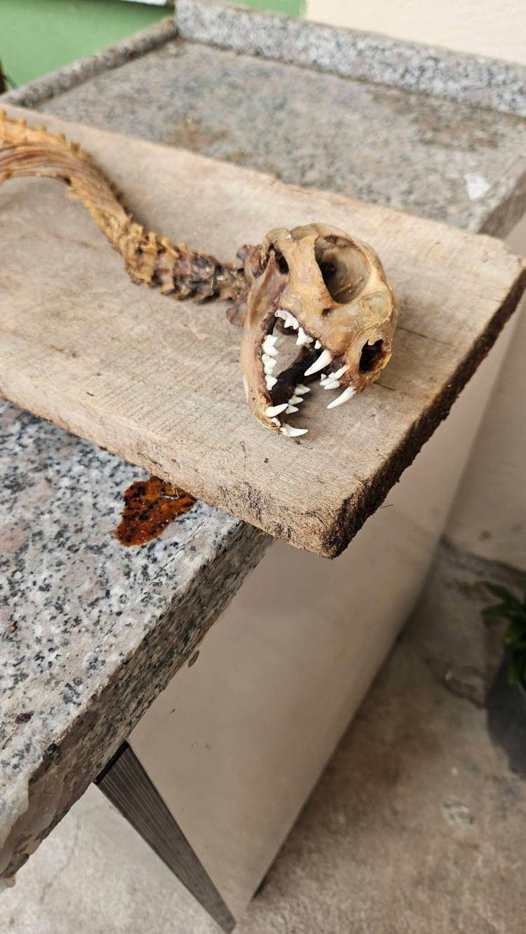 <p>Gelen ekipler, iskeleti koruma altına aldı. Yapılacak inceleme ile iskeletin hangi tür hayvana ait olduğu tespit edilecek.</p>
