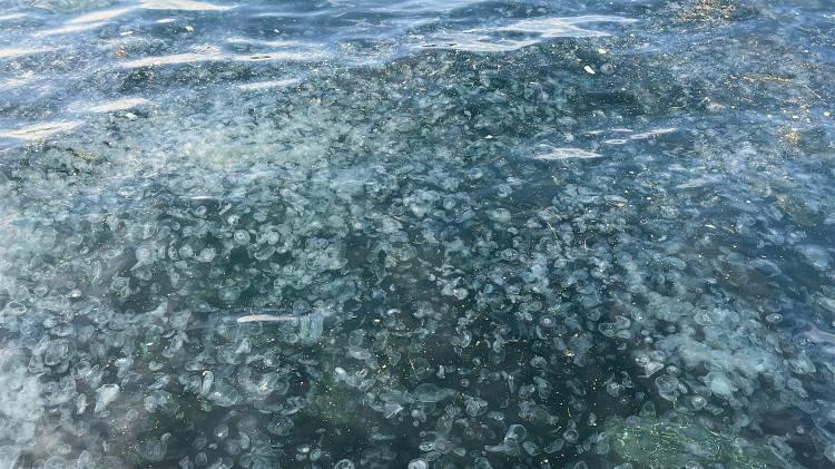 <p><span style="color:rgb(51, 51, 51)">Üsküdar Kuleli sahilinde denizin yüzeyi neredeyse tamamen denizanalarıyla kaplandı.</span></p>
