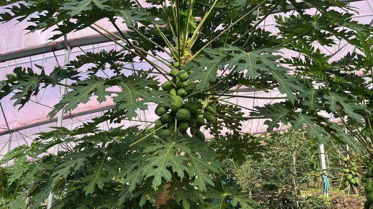 <p>Akdeniz bölgesinde tropikal meyve üretimi, iç talebi karşılayarak ihracat için güçlü bir zemin oluşturdu. Bölgede, avokado 100 lira, mango 110 lira, muz 35 lira gibi fiyatlardan alıcı buluyor.</p>
