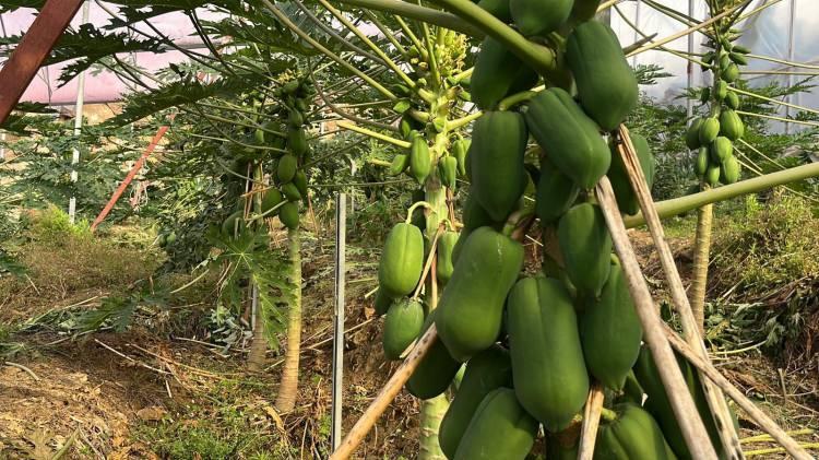 <p>Tropikal Meyve Üreticileri Birliği Başkanı Ali Hüddoğlu, Antalya'nın Alanya ilçesi ve çevresinde tropikal meyve üretiminin hızla arttığını belirterek, bölgenin artık iç piyasadaki ihtiyacı karşılar seviyeye geldiğini, ihracat için gerekli altyapının oluşmaya başladığını söyledi. Özellikle avokado, mango, papaya ve ejder meyvesine yurt dışından yoğun talep olduğunu ifade eden Hüddoğlu, üretimin her yıl istikrarlı şekilde yükseldiğine dikkat çekti.</p>
