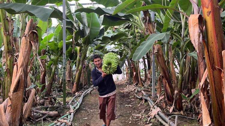 <p>Akdeniz'in önemli tropikal meyve üretimi havzasında yer alan Alanya'da üretim artarak devam ediyor. 40 bine yakın üreticinin bulunduğu ve 2 bin ton civarında üretimin gerçekleştirildiği Alanya'da tropikal meyveler ihracata hazırlanıyor. Yapımı tamamlanan Payallar Mahallesi'ndeki yeni halin açılmasıyla ihracat potansiyelinin artması, ihracatçı tüccarların da bölgeye gelerek Alanya ve ülke ekonomisine katkı sağlaması bekleniyor.</p>

