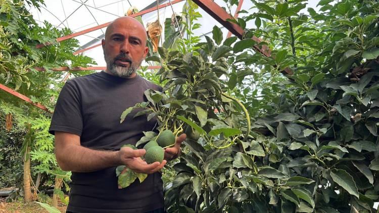 <p><span style="color:rgb(178, 34, 34)">TROPIKAL MEYVELER TALEP GÖRÜYOR</span></p>

<p>Alanya'da yetişen tropikal meyvelerin ihracat taleplerinin arttığını belirten Alanya Tropikal Meyve Üreticileri Birliği Başkanı Ali Hüddoğlu, <strong>"Alanya'mızda tropikal meyve üretimi artarak devam ediyor. Bölgemizde yetiştirdiğimiz muz ve avokadomuz, ülkemizin ihtiyaçlarını karşılayacak duruma geldi. Artık yavaş yavaş ihracat boyutunu düşünmeye başladık. Burada avokado, mango, papaya ve ejder gibi ürünlerimize yurt dışından talep yoğunlaşmaya başladı. Burada üretim hızlı bir şekilde artıyor. Yetkililerden ricamız özellikle bizim yerli üreticimizin ürettiği ürünlerin hasat zamanında ithal ürünlere bir kısıtlama getirilmesini talep ediyoruz. Bizim burada işletme maliyetimiz yoğun olduğu için ürünümüz para ederse biz üretime devam ederiz''</strong> dedi.</p>

<p> </p>
