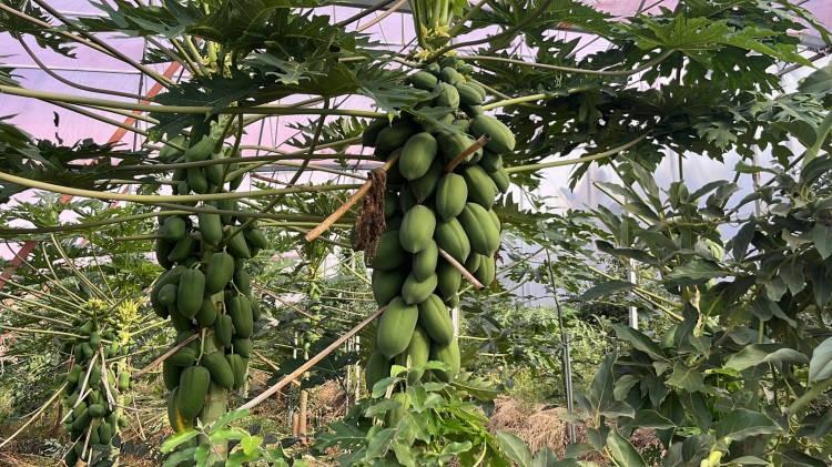 <p><span style="color:rgb(178, 34, 34)"><strong>TURIZM VE TARIM BIRBIRINI DESTEKLIYOR</strong></span><br />
<br />
Turizm ve tarımın aynı anda yapıldığı tek yerin Alanya olduğunu söyleyen Hüddoğlu, <strong>"Alanya ölçeğinde baktığımızda turizm ve tarımın iç içe yapıldığı tek şehir. Bizim burada işletme maliyetimiz artıyor. Çalışacak insan bulmakta zorlanıyoruz. Burada günlük yevmiye ise 3 bin ile 3 bin 500 arasında. Bu da bizim işletme maliyetimizi artırıyor. Seralarda çalışmak yoğun bir işçilik gerektiriyor. 40 bin üreticinin olduğu bir şehir. Yeni halimiz hala bitmedi. Yeni hal açıldığında ihracatçı tüccarların hale yoğun bir talebi olacak. Tropikal meyve Alanya, Gazipaşa, Anamur ve Manavgat çanağında yetiştiği için açılacak halimiz ihracat noktasında elimizi güçlendirecektir'' </strong>ifadelerini kullandı.</p>

<p> </p>
