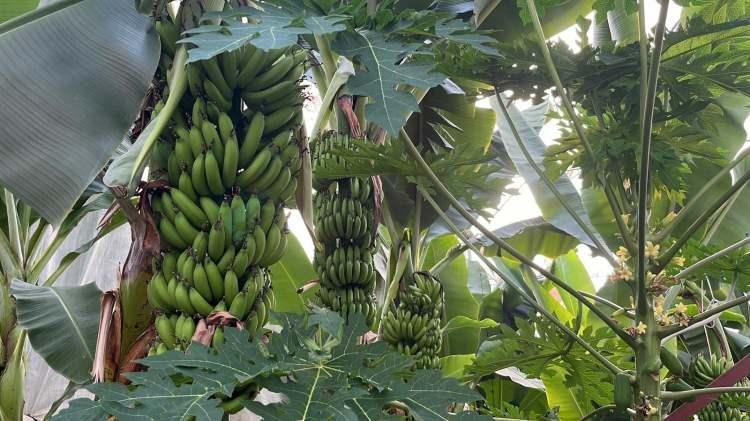 <p><span style="color:rgb(0, 0, 0)">Muzun üreticiden çıkış fiyatı ortalama 35 lira olurken, avokado 100 lira, papaya 60 lira, mango 110 liradan alıcı buluyor.</span></p>
