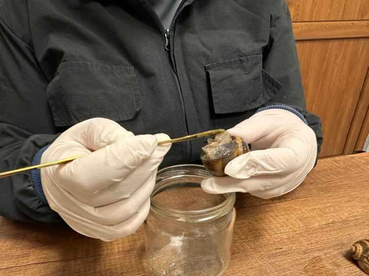 <p><span style="color:#A52A2A"><strong>6 BİN METREKARELİK BİR ALANDA KURULDU </strong></span></p>

<p> </p>

<p>Trabzon'dan dünyaya açılan bir üretim modeli oluşturan Ülkü Koçoğlu, Helix Aspersa Maxima türü kara salyangozları yetiştirdiklerini belirterek <strong>"Googlis adını Trabzon'un yöresel dil kullanımından geldiğini vurgulamak isteriz. Çiftlik adını seçerken de Trabzon'da salyangoza ne deniyordan yola çıkarak seçtik. Bu işe doğaya duyduğum saygı ve üretme tutkusu ile başladım. Pandemi döneminde kara salyangozunun sadece kozmetikte değil tarım, gübre ve ilaç sektöründe de büyük bir potansiyele sahip olduğunu fark ettim. O günden sonra hem bölgemize hem de ülkemize ekonomik değer kazandıracak bir üretim modeli kurmak istedim. 6 bin metrekare alan üzerine kurulan bir üretim merkezi oluşturduk. Helix Aspersa Maxima türü kara salyangozları yetiştiriyoruz. Burada sıfır atık prensibi ile çalışıyoruz. Salyangozun özü, kabuğu ve gübresi dahil her parçasını değerlendiriyoruz. Bu çiftlikte aynı zamanda kadınları aktif rol almasını sağlıyoruz."</strong> dedi.</p>
